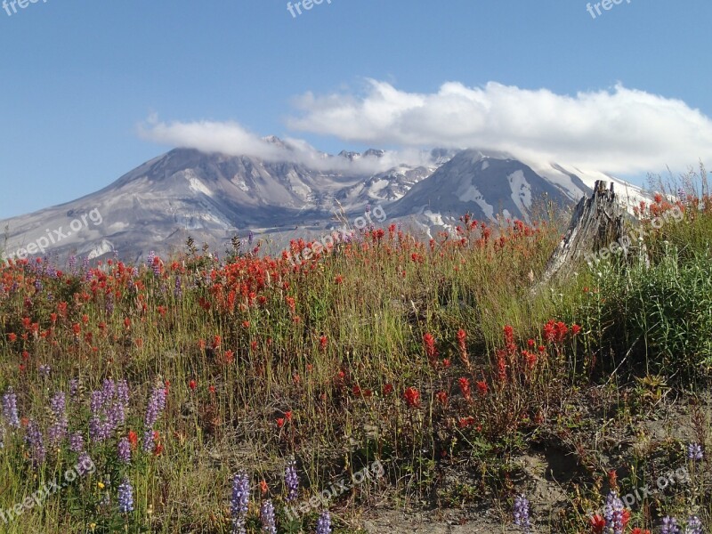 Mt St Helens Indian Paintbrush Free Photos