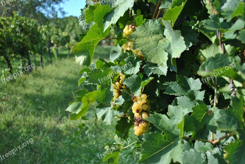 Vintage Grape Grape Leaves Autumn Viticulture