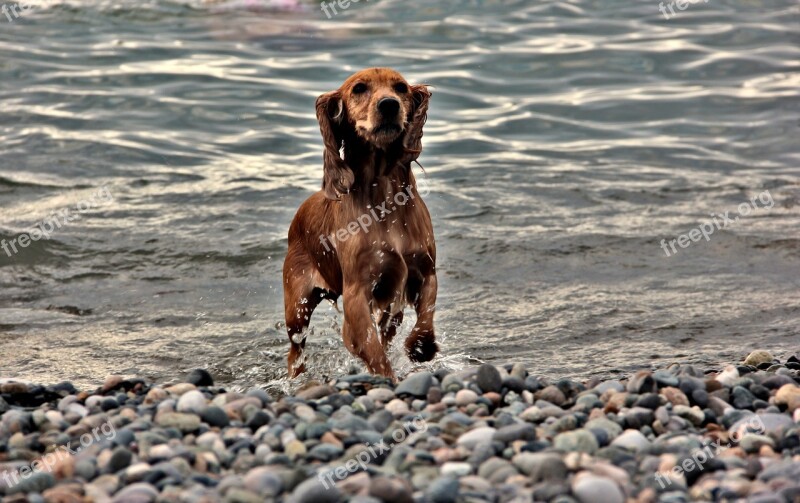 Dog Batumi Georgia Sea English Cocker Spaniel