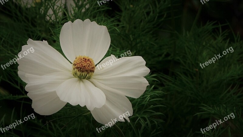 Flowers Cosmea Nature Cosmos White