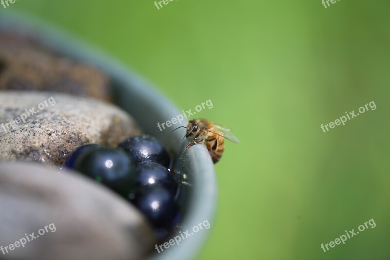 Honeybee Macro Nature Wildlife Pollen