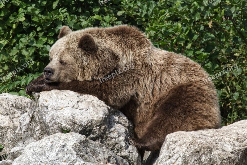 Bear Brown Bear Animal Nature Animal World