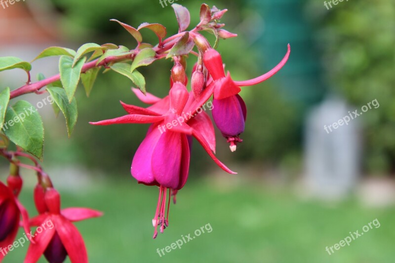 Fushia Red Fushia Flowering Free Photos