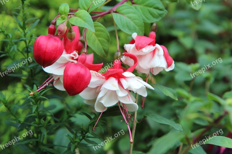 Fushia Fushia Bi-color Flowering Fushia Red And White Free Photos