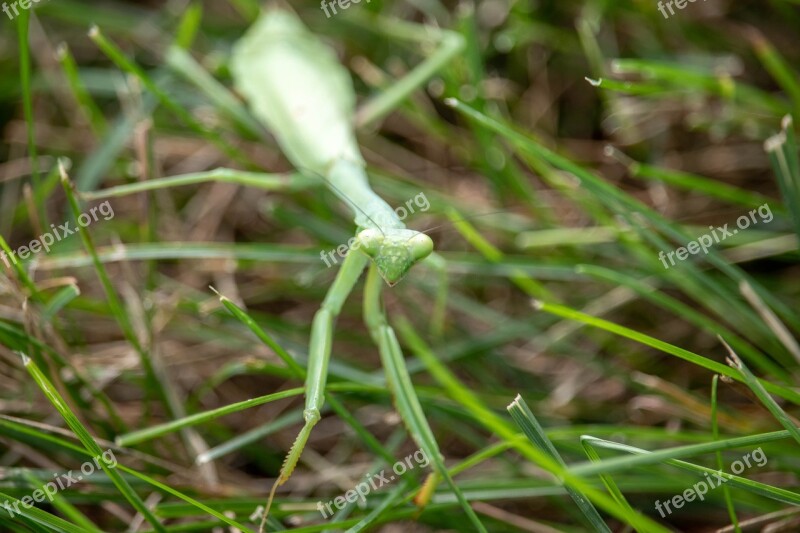 Praying Mantis I Insect Animal