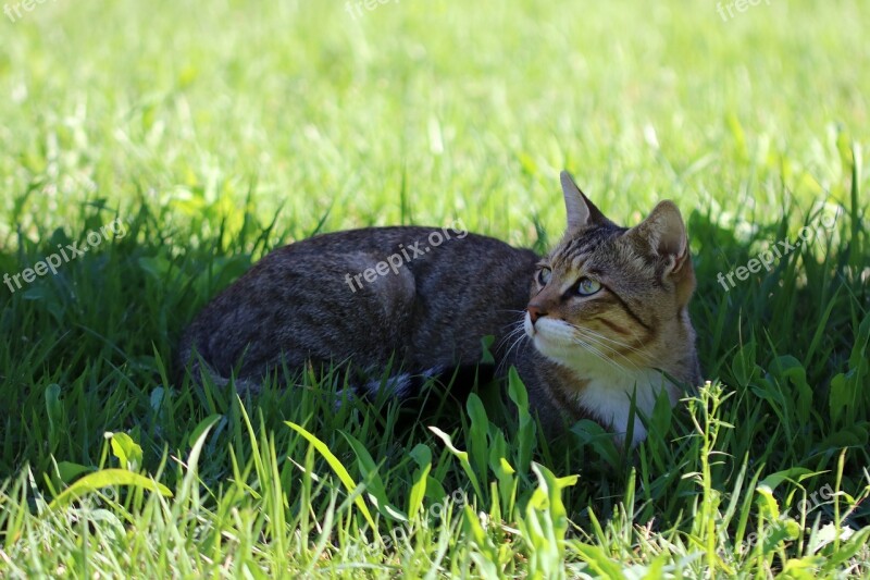 Cat Holding The Cat Animal Tabby Pet