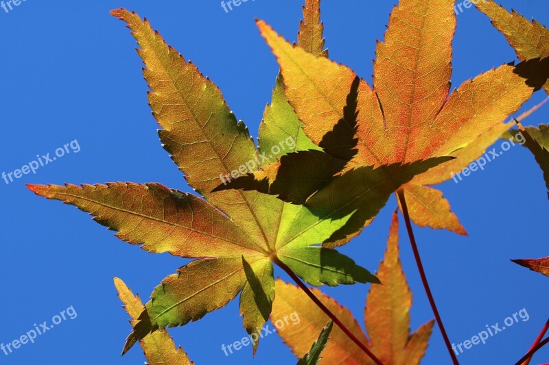 Autumn Leaves Maple The Leaves Nature Autumn