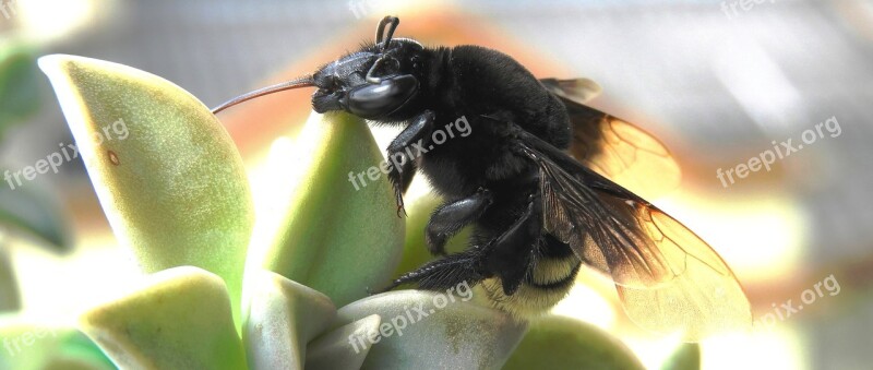 Insect Macro Nature Garden Bumblebee