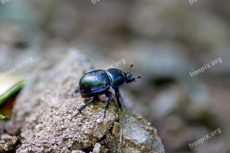 Dung Beetle Beetle Insect Black Nature