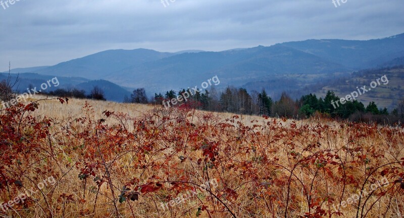 View Landscape Blackberries The Leaves Of The Panorama