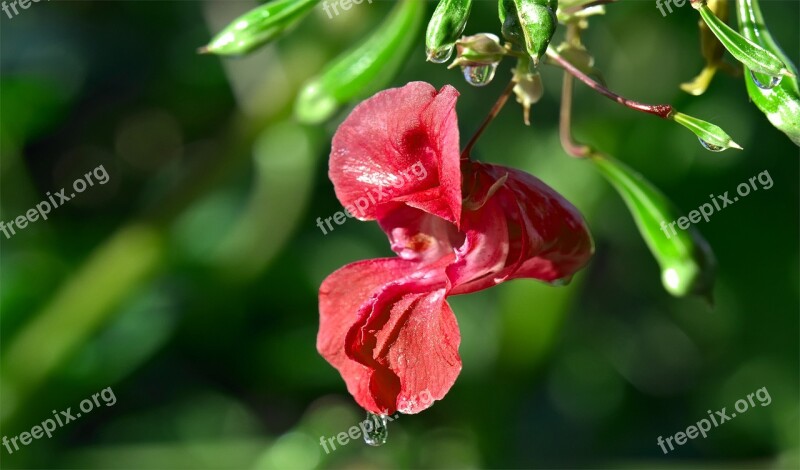 Flower Rosa Red A Drop Of Moist