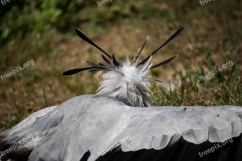 Secretary Raptor Bird Animal Animal World