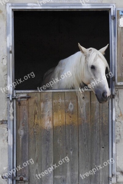 White Horse Mane Box Head