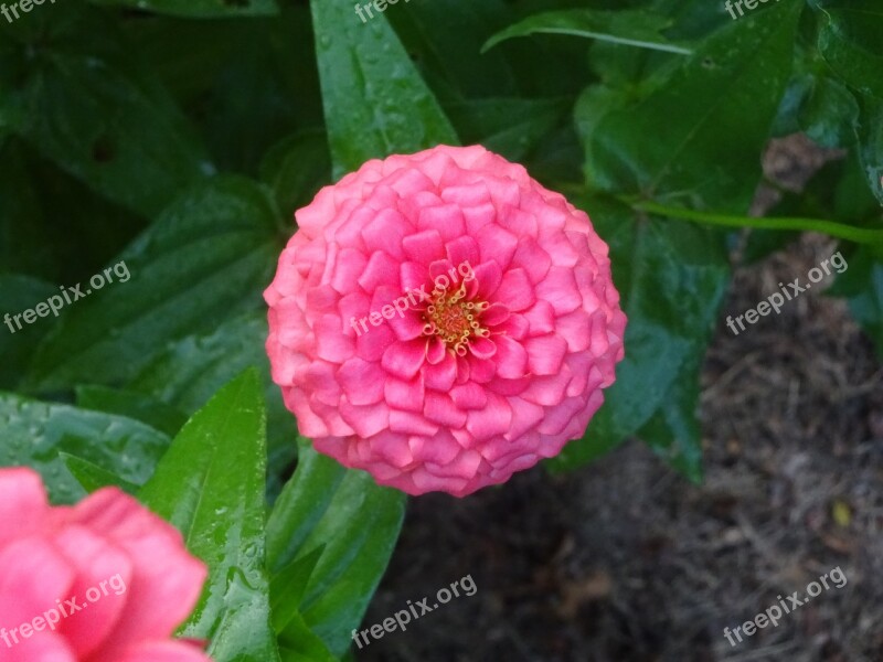 Pink Zinnia Flower Bloom Summer