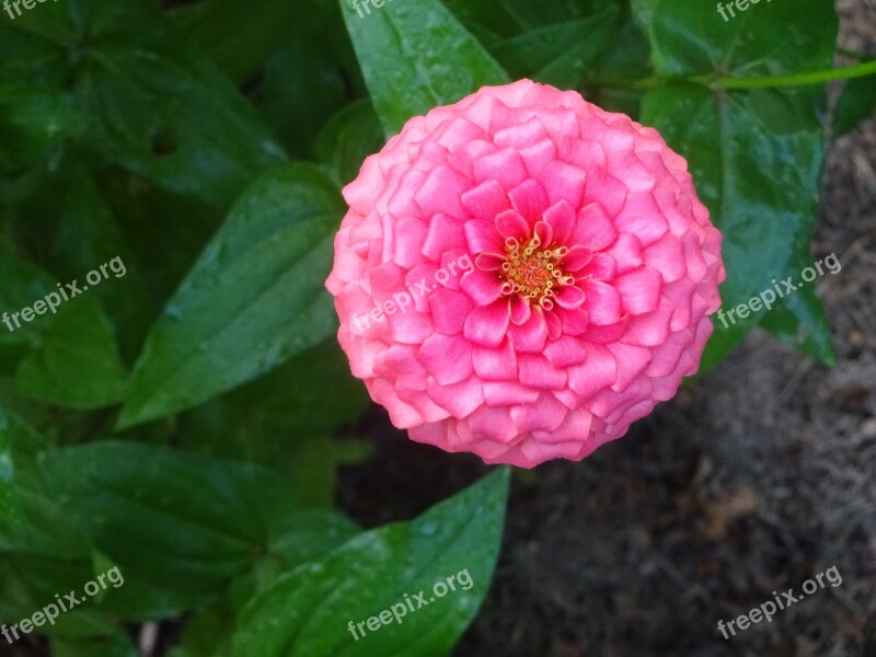 Zinna Pink Flower Blossom Bloom