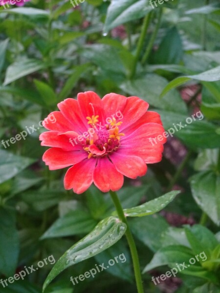 Zinnia Pink Flower Bright Color