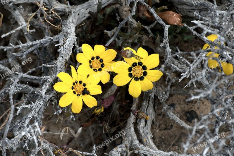 Plant Flower Desert Harsh Yellow