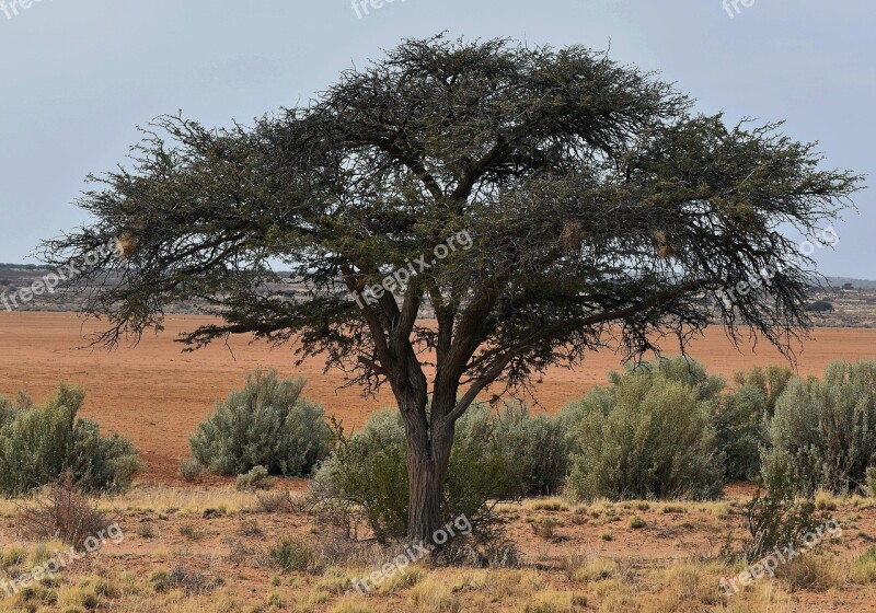 Tree Acacia Desert Playa Kalahari Sand