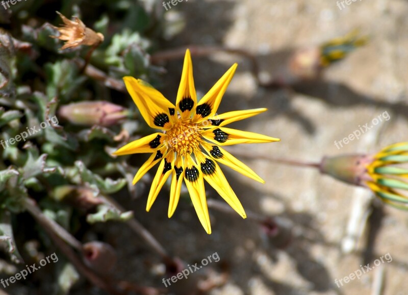 Plant Daisy Hardy Desert Vegetation South Africa