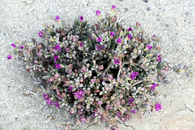 Plant Flowering Succulent Desert South Africa