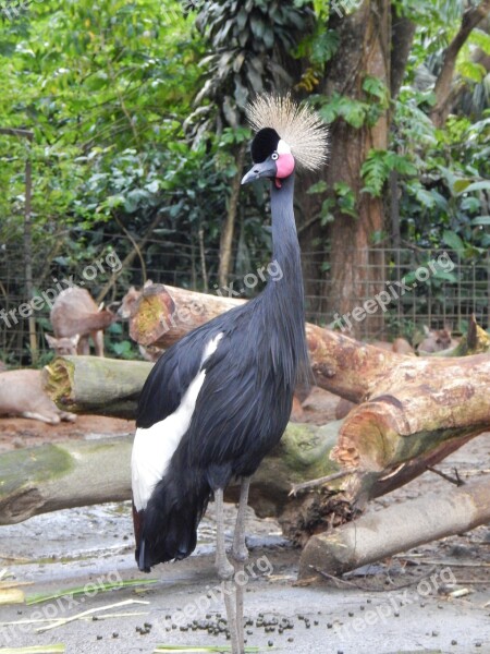 Bird Zoo Animal Plumage Nature