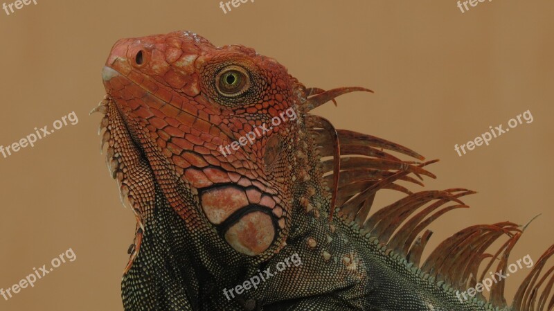 Iguana Animal Reptile Exotic Creature