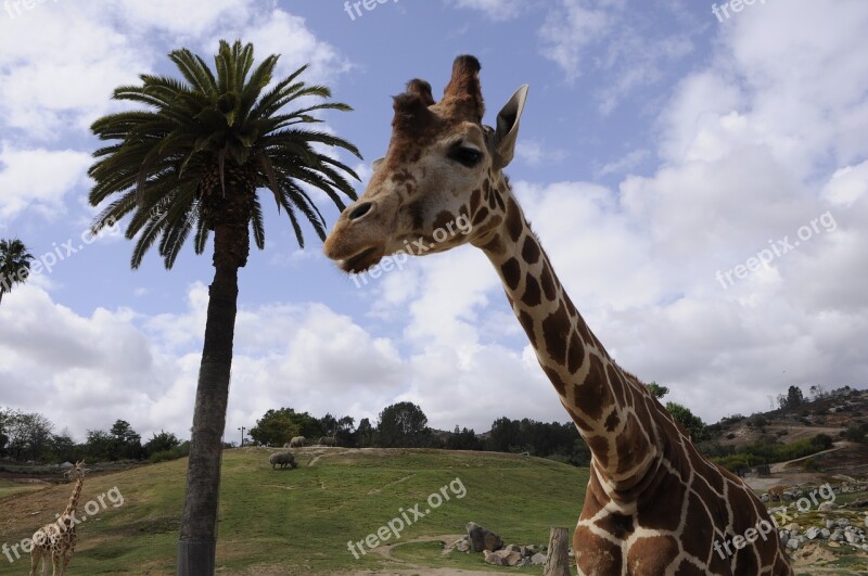 Palm Tree And Giraffe Free Photos