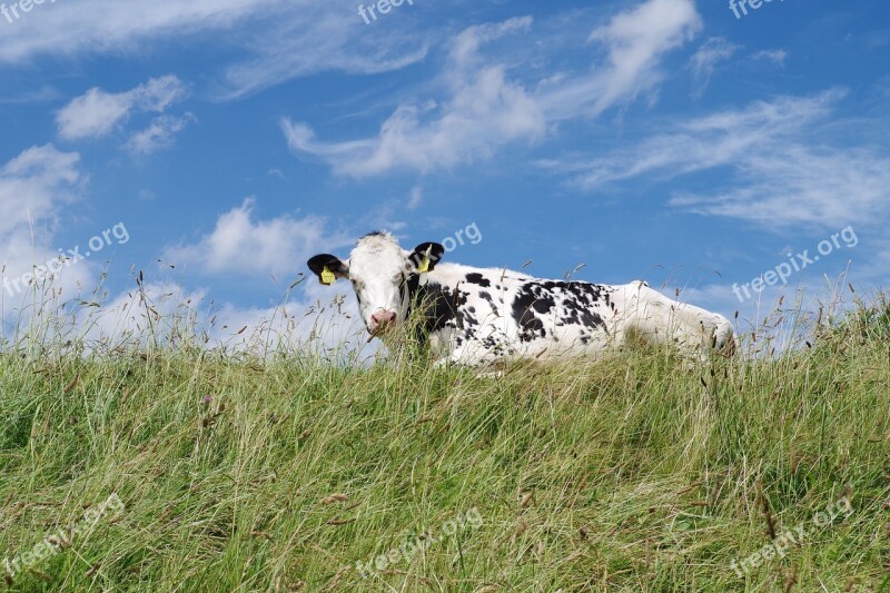 Nessmersiel Dike East Frisia North Sea Animals