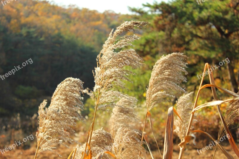 Silver Grass Reed Autumn Nature Park