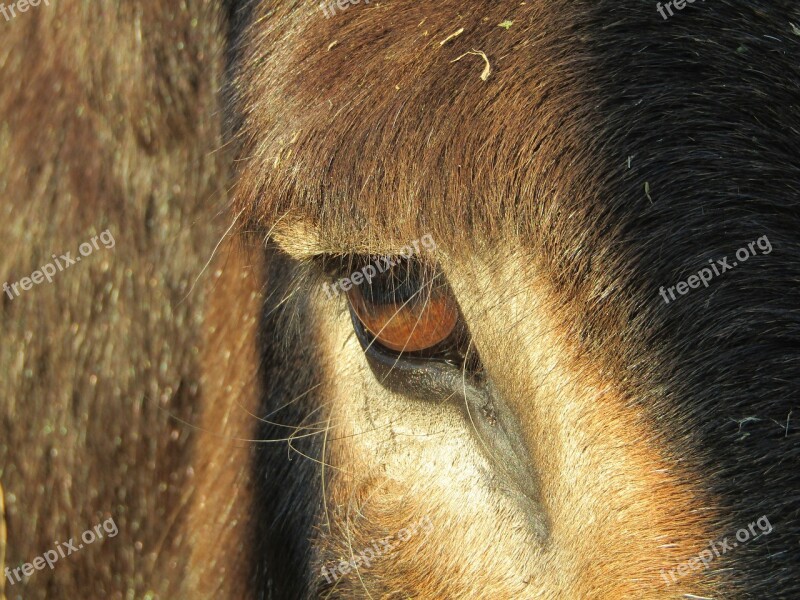 Donkey Eye Equine Robust Mammal