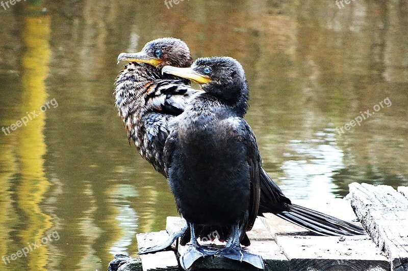 Cormorant Neotropic Cormorant Lake Pond Birds