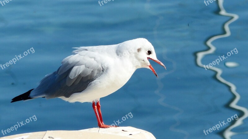 Seagull Cry Lake Bird Noisy