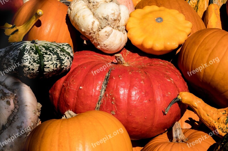 Pumpkin Pumpkins Vegetables Autumn Harvest