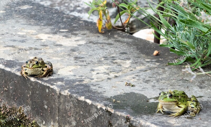 Frog Toads Water Pond Nature