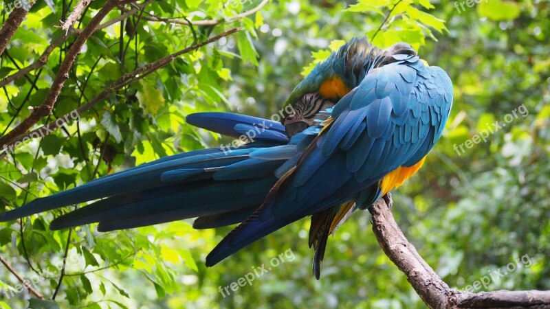 Ara Parrot Plumage Colorful Bird