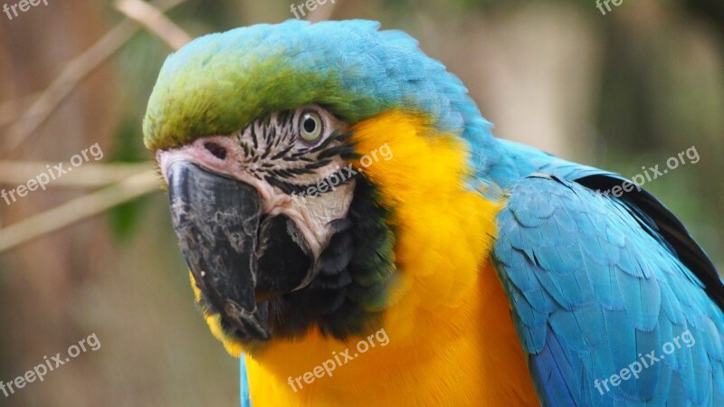 Parrot Ara Plumage Colorful Free Photos