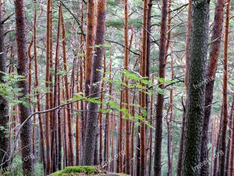 Forest Vosges France Nature Landscape