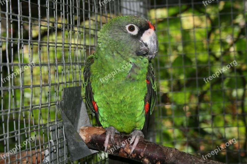 Jardine's Parrot Bird Parrot Animals Plumage