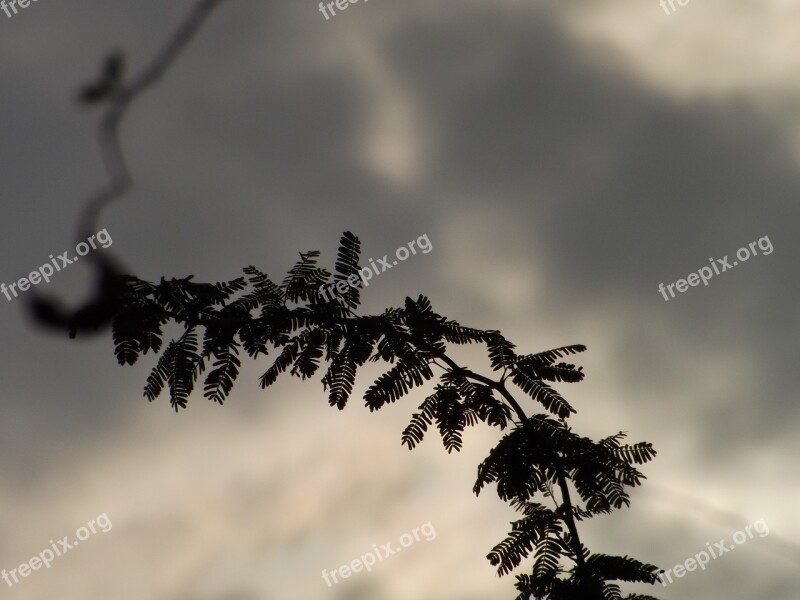 Monsoon Clouds Rain Weather Tree