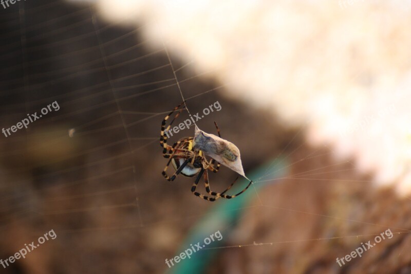 Wasp Spider Spider Cobweb Web Zebraspinne