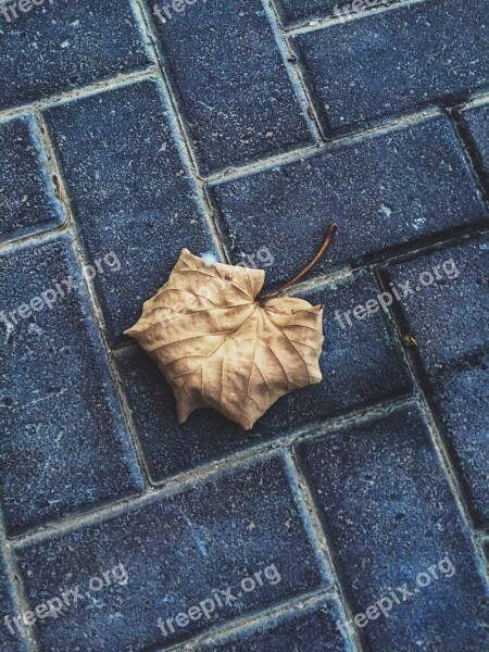 Labor Day Nature Natural Background Ground