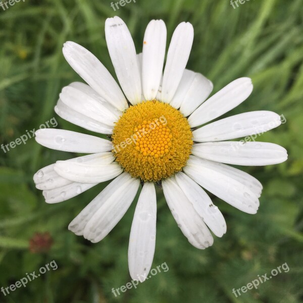 Margriet Nature Flower Free Photos