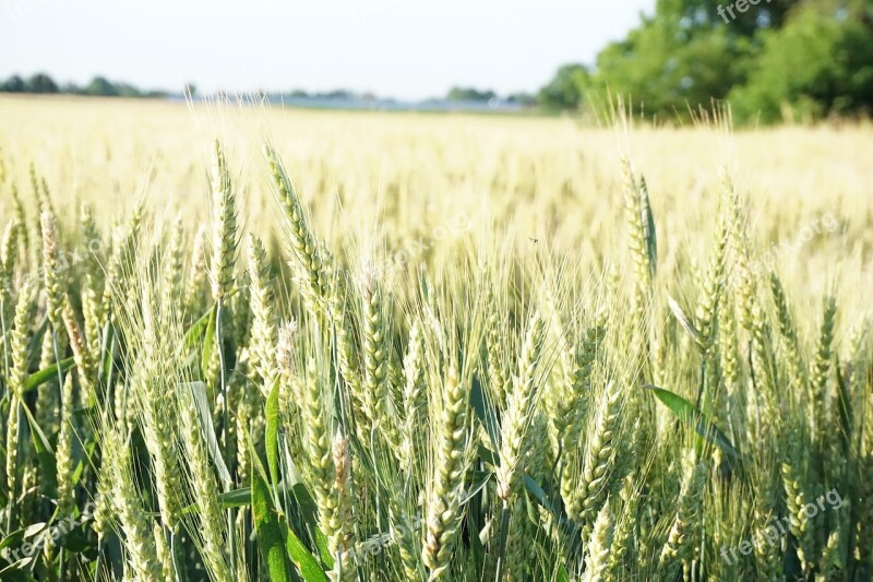 Wheat Farm Rural Agriculture Harvest