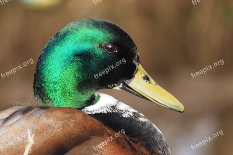 Duck Male Duck Animal Free Photos