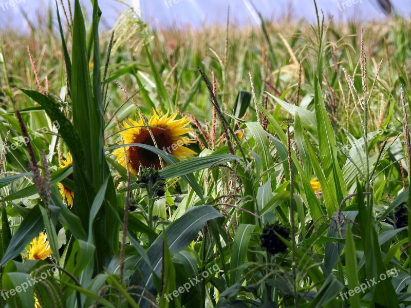 Field Sunflowers Yellow Summer Flower