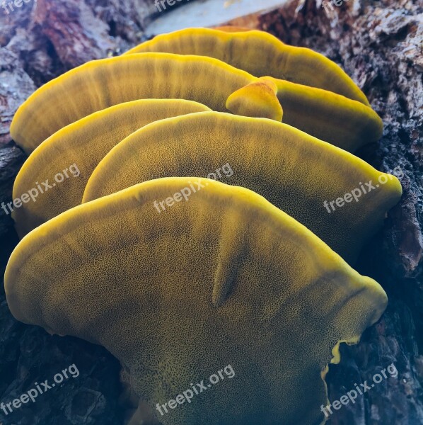 Mushroom Yellow Nature Color Natural