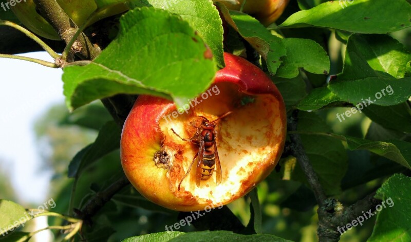 Nature Hornet Close Up Apple Free Photos