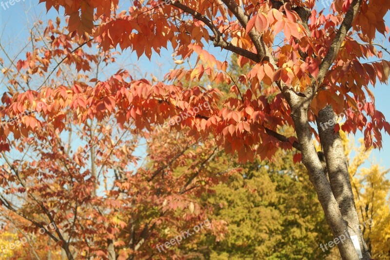 Break Shelter Healing Nature Autumn