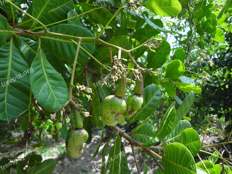 Cashew Nature Plant Tree Leaves