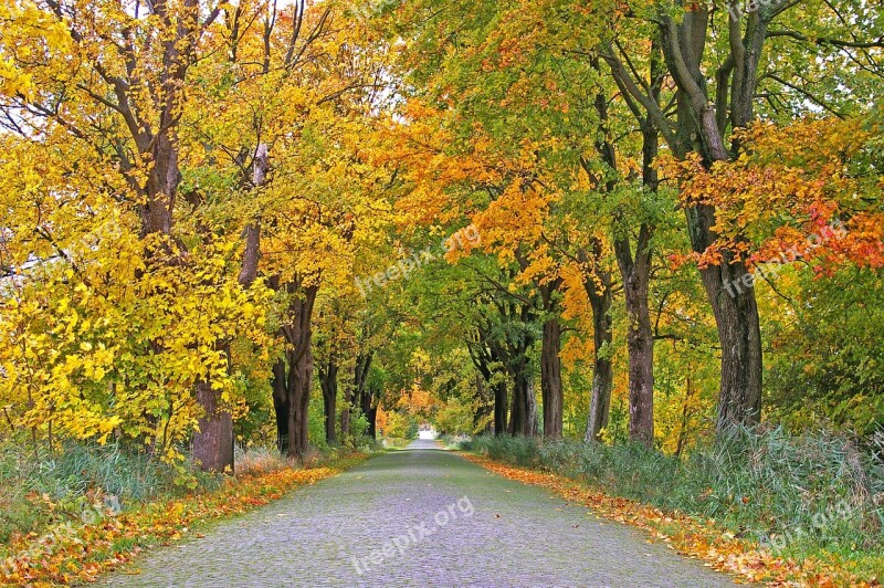 Autumn Avenue Trees Away Road